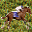 Horse Racing Track icon