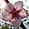 Spring Flourish Free Screensaver icon