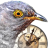 Cuckoo Clock 3D Screensaver icon
