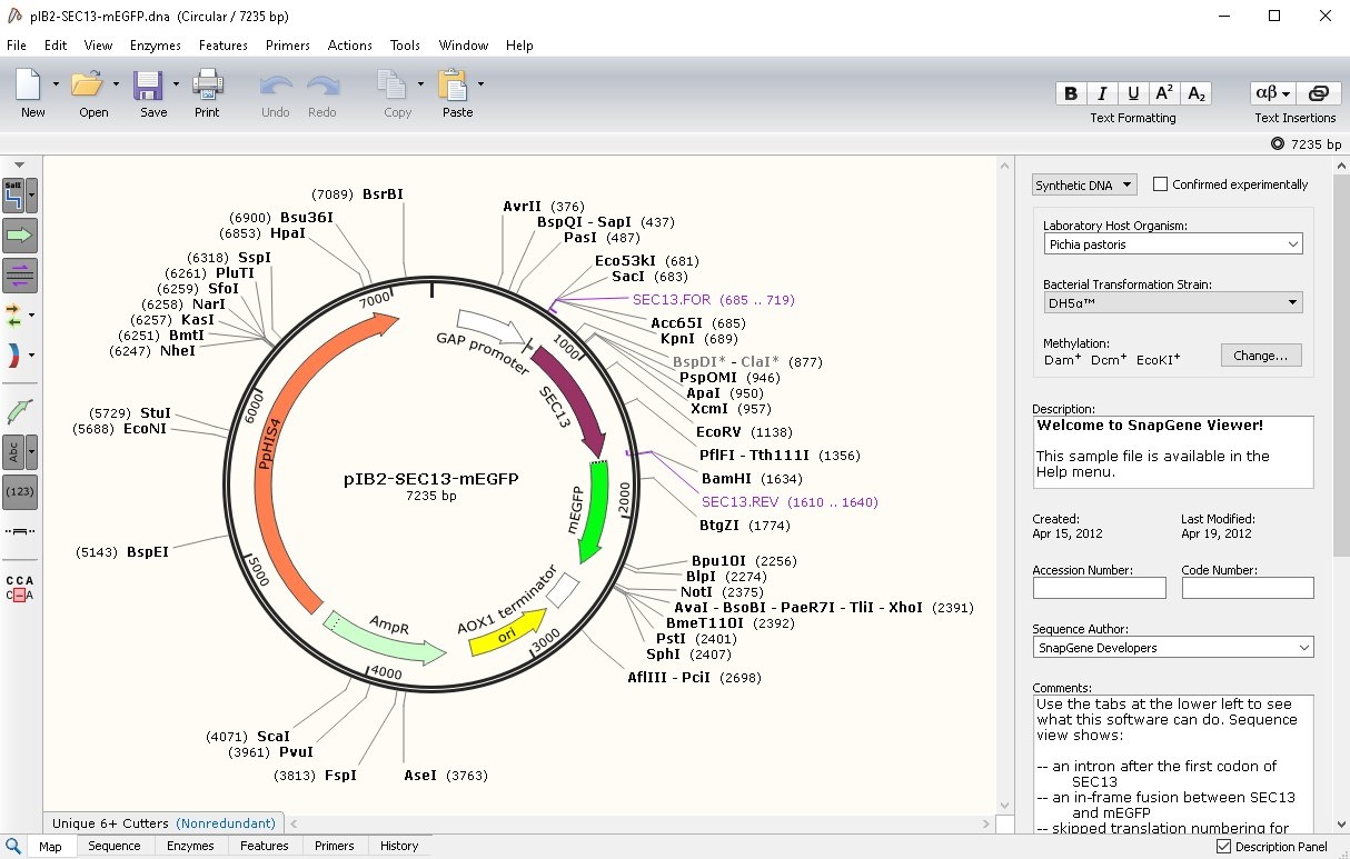 how to determine primers in snapgene viewer